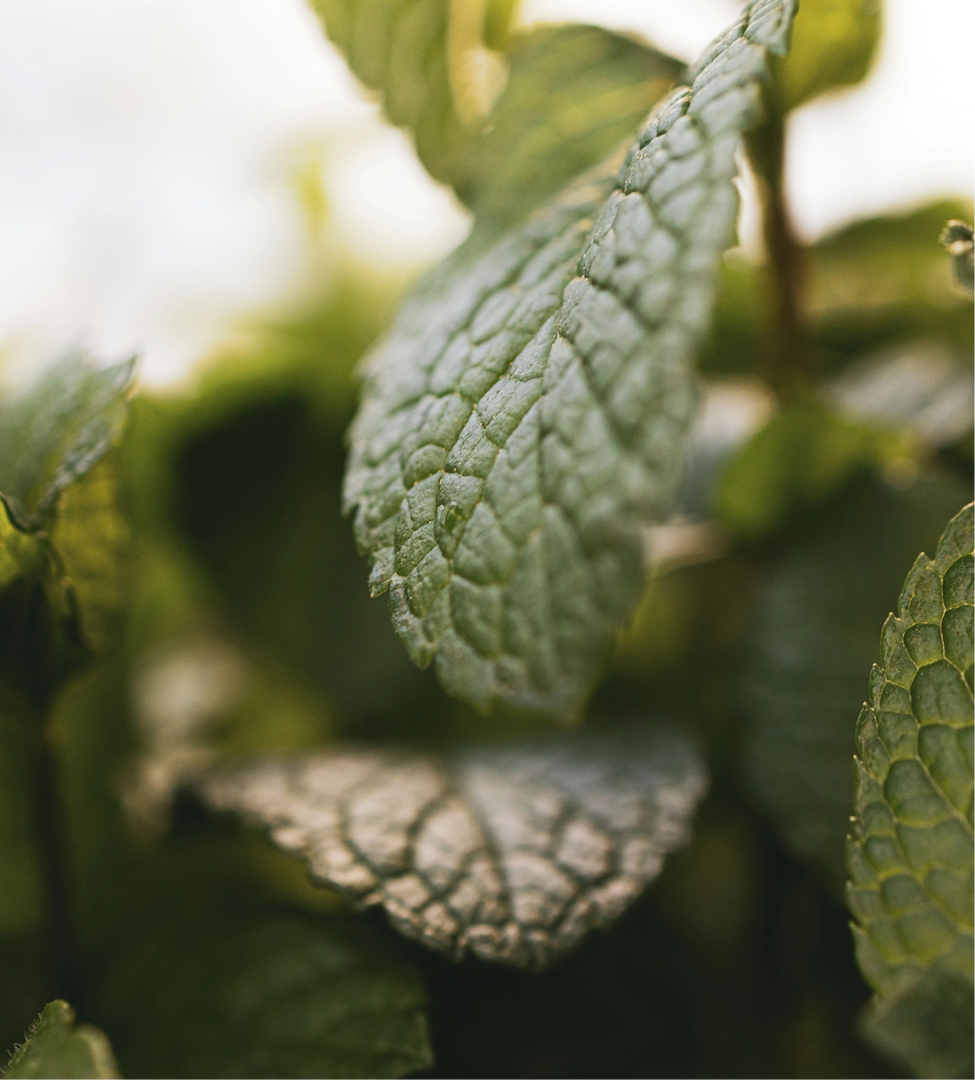 Close-up of green leaves with a blurred background