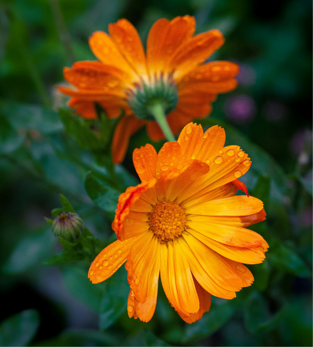 Two orange flowers with water droplets on a blurred green background