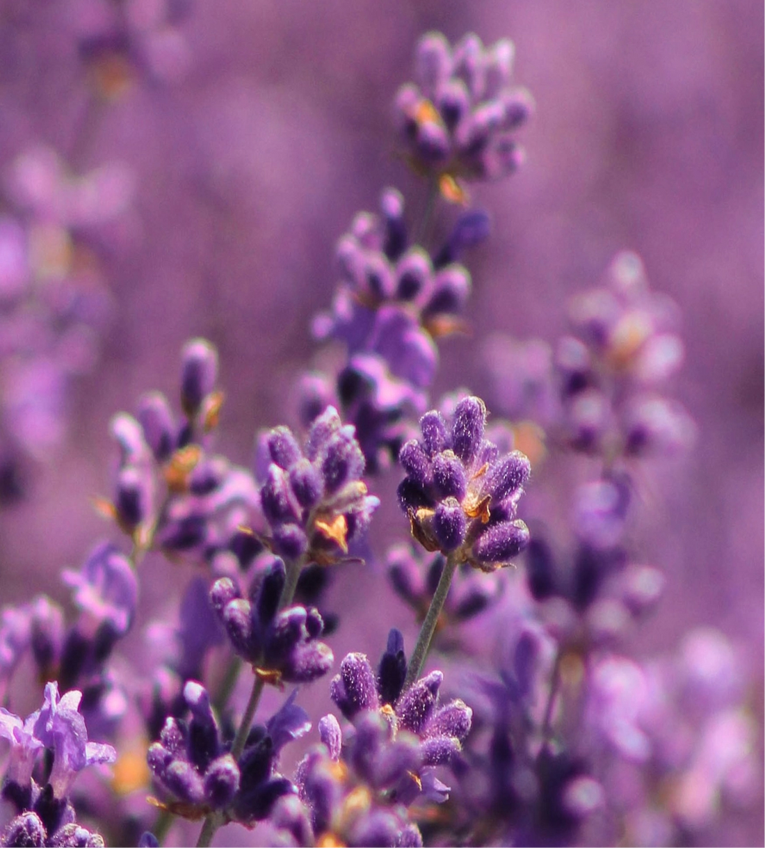 Close-up of purple lavender flowers with a blurred background