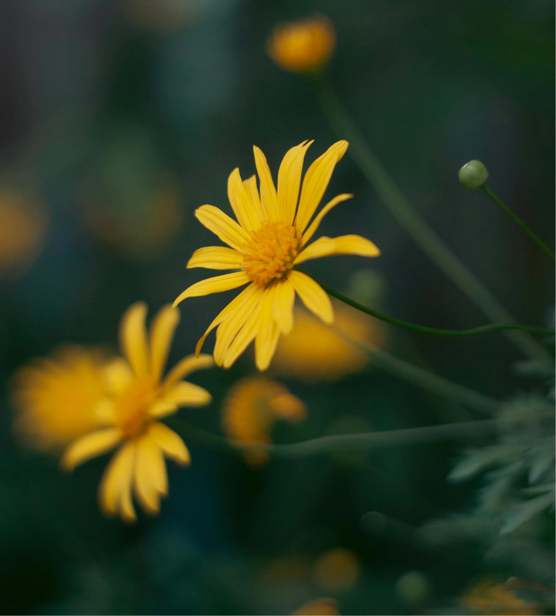 Yellow flowers with a blurred green background